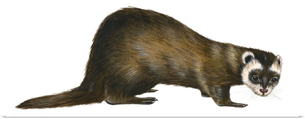 European Polecat (Mustela Putorius), Weasel
