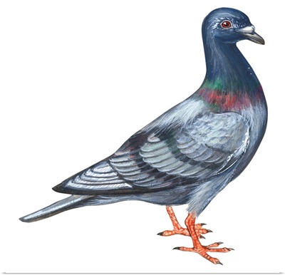 European Rock Dove (Columba Livia) Illustration