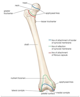 Femur - anterior view. skeletal system