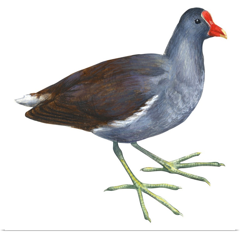 Educational illustration of the florida gallinule.