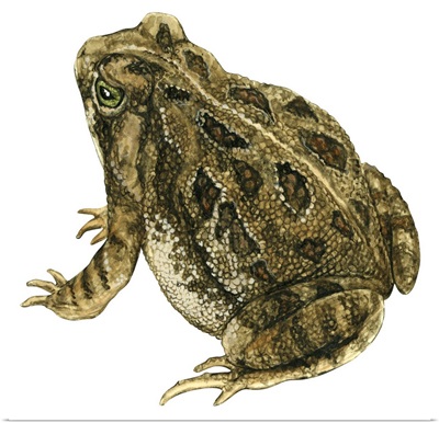 Fowler's Toad (Bufo Fowleri) Illustration