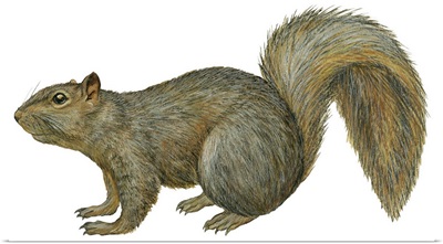Fox Squirrel (Sciurus Niger)