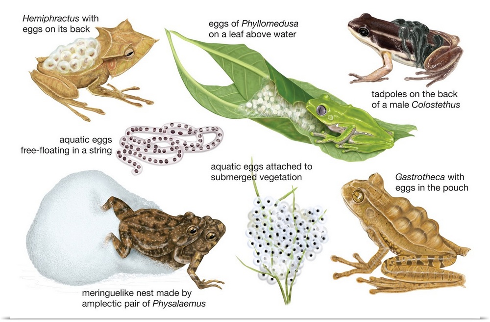 An educational poster from Encyclopaedia Britannica showing different ways frogs carry their eggs.