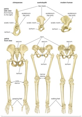 Front and side views of pelvis in chimpanzee, Australopithecus, and modern human