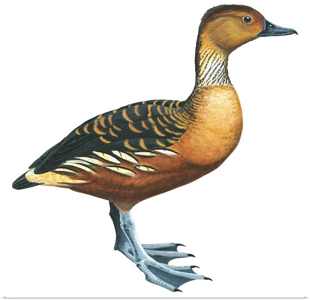 Educational illustration of the fulvous tree duck.