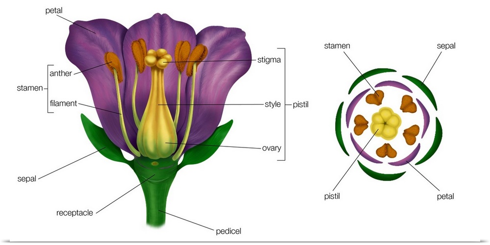 Generalized Flower. Diagram On Right Shows Arrangement Of Floral Parts In Cross Section At The Flower'S Base. Plants, Botony