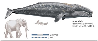 Gray Whale (Eschrichtius Robustus)