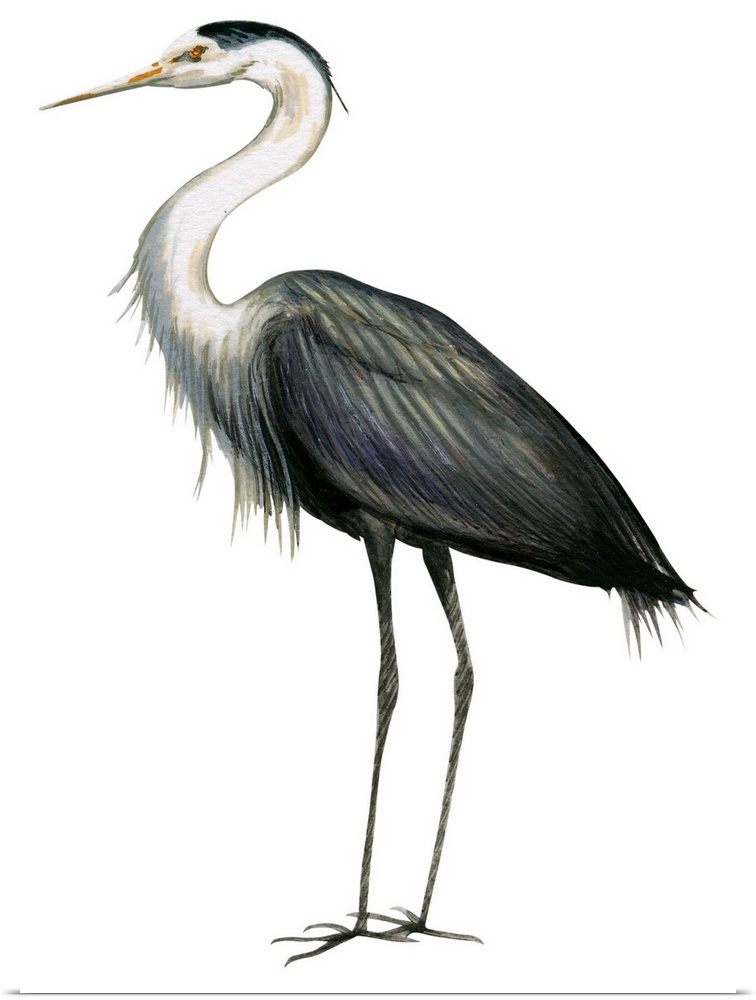 Educational illustration of the great blue heron.