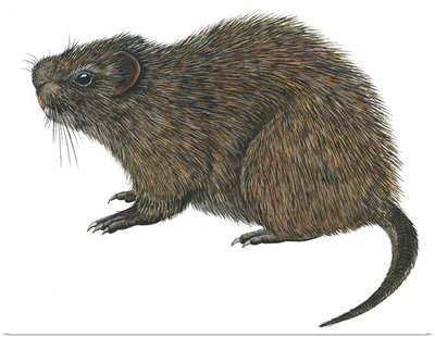 Great Cane Rat (Thryonomys Swinderianus)