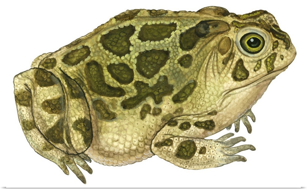 Educational illustration of the great plains toad.