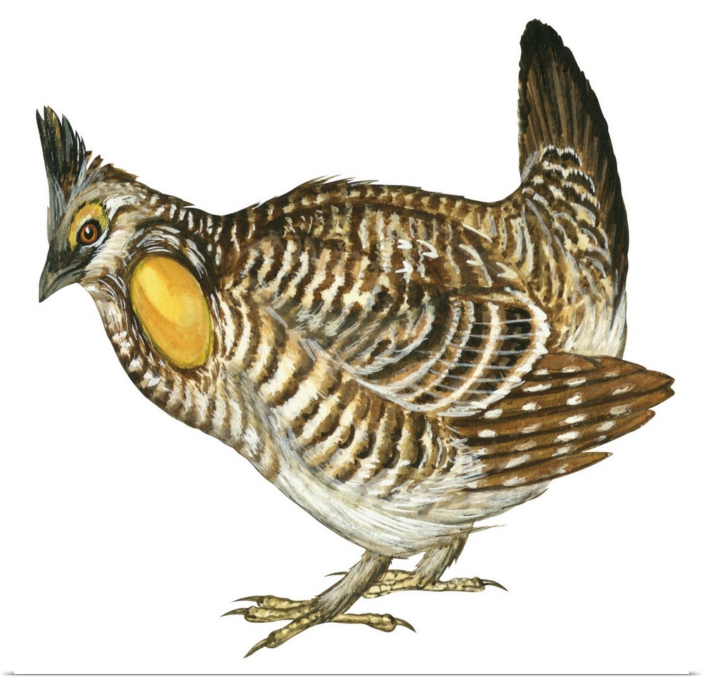 Educational illustration of the greater prairie chicken.