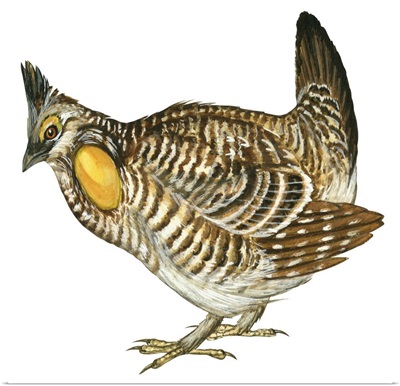 Greater Prairie Chicken (Tympanuchus Cupido) Illustration