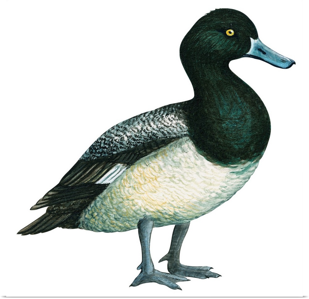 Educational illustration of the greater scaup.