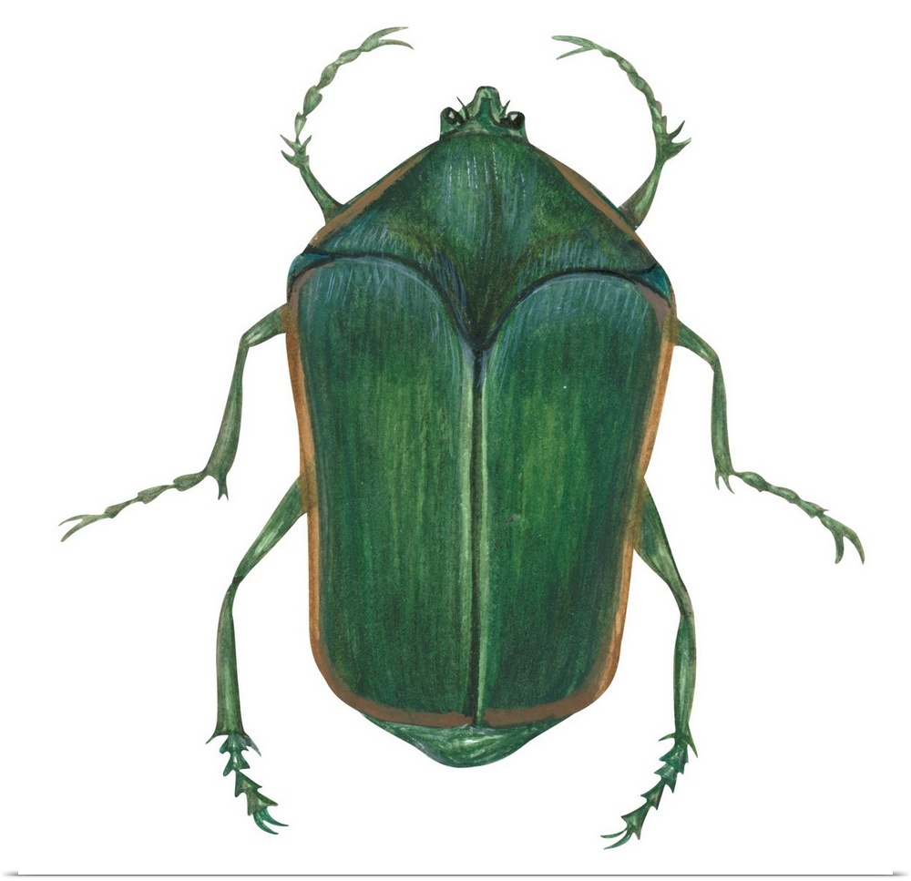 Green June Beetle (Cotinus Nitida)