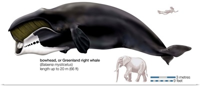 Greenland Right Whale Or Bowhead (Balaena Mysticetus)