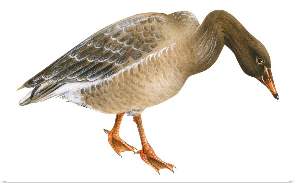 Educational illustration of the greylag goose.