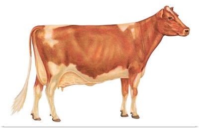 Guernsey Cow, Dairy Cattle