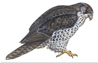 Gyrfalcon (Falco Rusticolus) Illustration