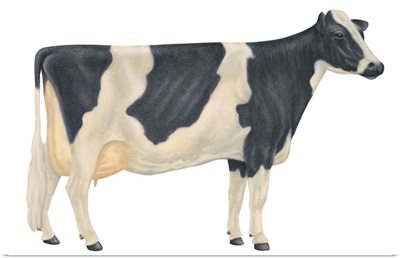 Holstein-Friesian Cow, Dairy Cattle