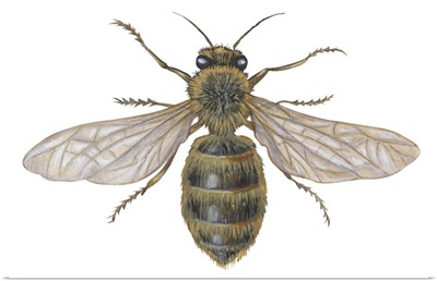 Honeybee (Apis Mellifica)