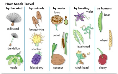 How Seeds Travel