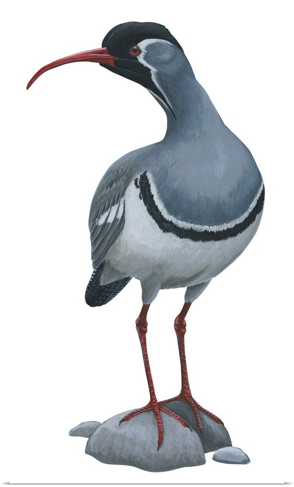 Educational illustration of the ibisbill.