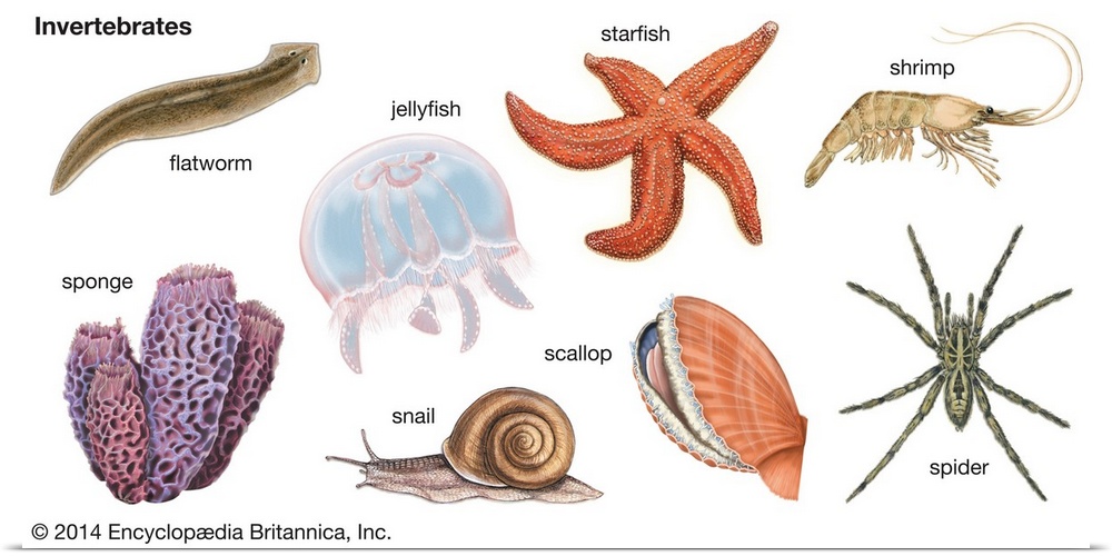 An educational poster from Encyclopaedia Britannica showing the different types of invertebrates, animals without spines.