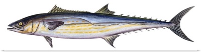 King Mackerel (Scomberomorus Cavalla)