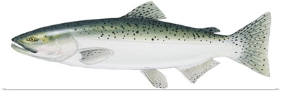 King Salmon (Oncorhynchus Tshawytscha)