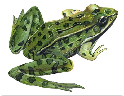 Leopard Frog (Rana Pipiens) Illustration