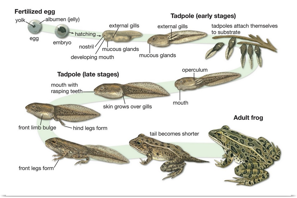 An educational poster from Encyclopaedia Britannica of the lifecycle of a frog.