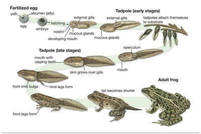Lifecycle of a Frog
