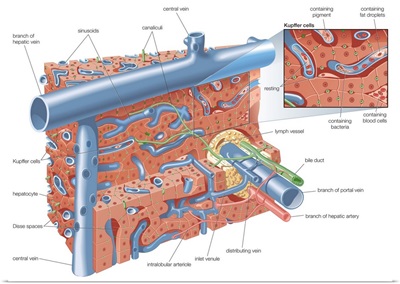 Liver structure schema