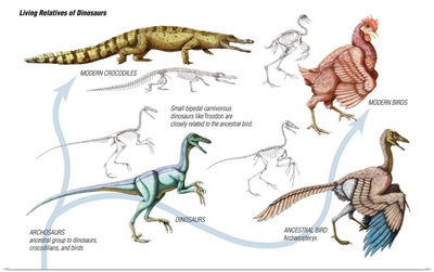 Living Relatives of Dinoaurs