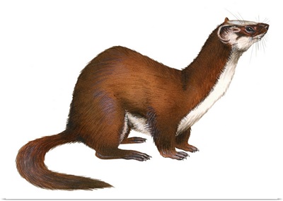 Long-Tailed Weasel (Mustela Frenata)