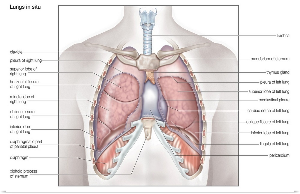 Lungs in situ - anterior view. respiratory system