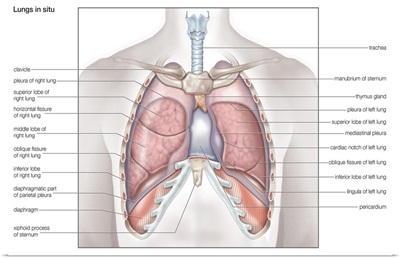 Lungs in situ - anterior view. respiratory system