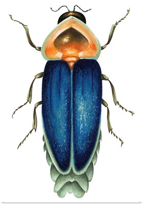 Male Firefly (Lampyridae)