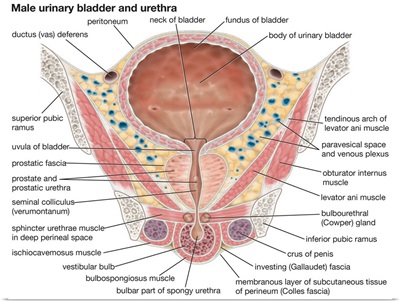 Male urinary bladder and urethra. urinary system