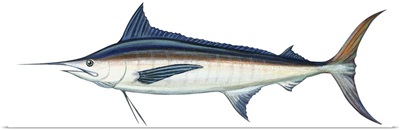 Marlin (Makaira Nigricans), Blue Marlin