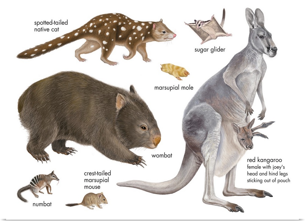 An educational poster from Encyclopaedia Britannica of different marsupials.