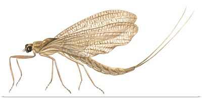 Mayfly (Hexagenia Bilineata)