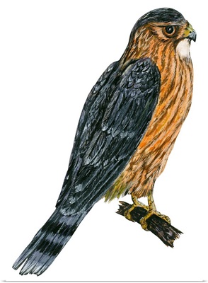 Merlin (Falco Columbarius) Illustration