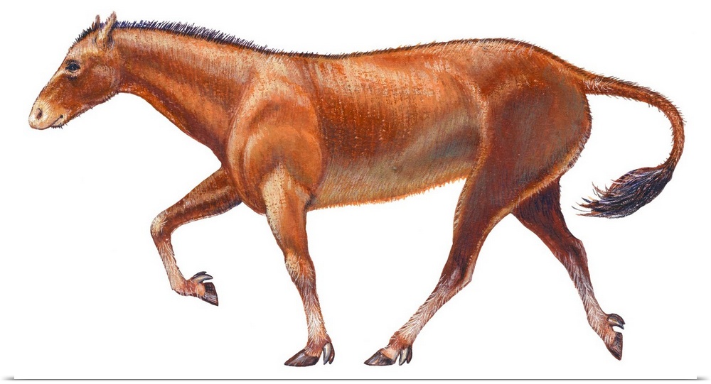 Mesohippus, Extinct Horse