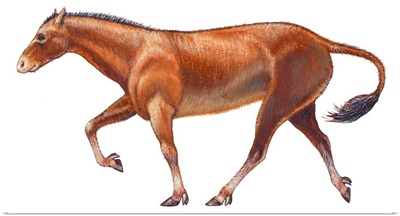 Mesohippus, Extinct Horse