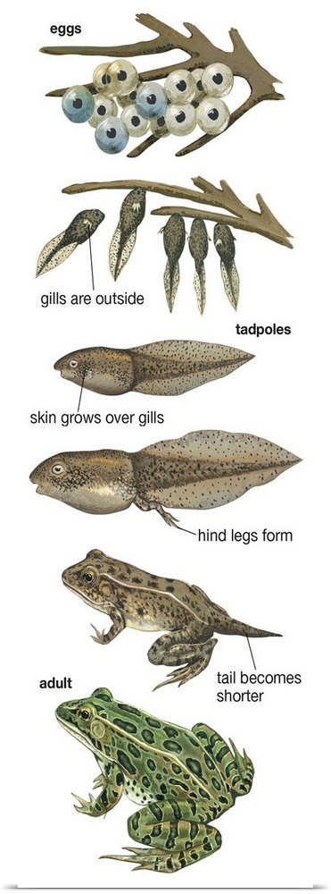 Educational illustration of the Metamorphosis Of Leopard Frog.