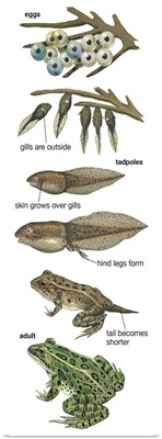 Metamorphosis Of Leopard Frog (Rana Pipiens) Illustration