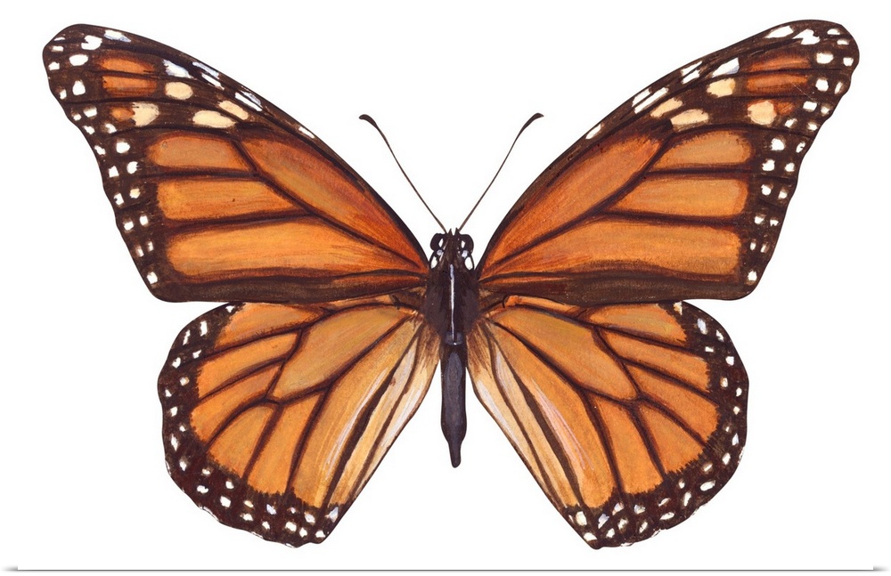 Monarch Butterfly (Danaus Plexippus), Milkweed Butterfly