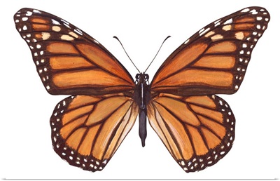 Monarch Butterfly (Danaus Plexippus), Milkweed Butterfly