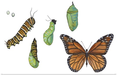 Monarch Butterfly Metamorphosis (Danaus Plexippus)